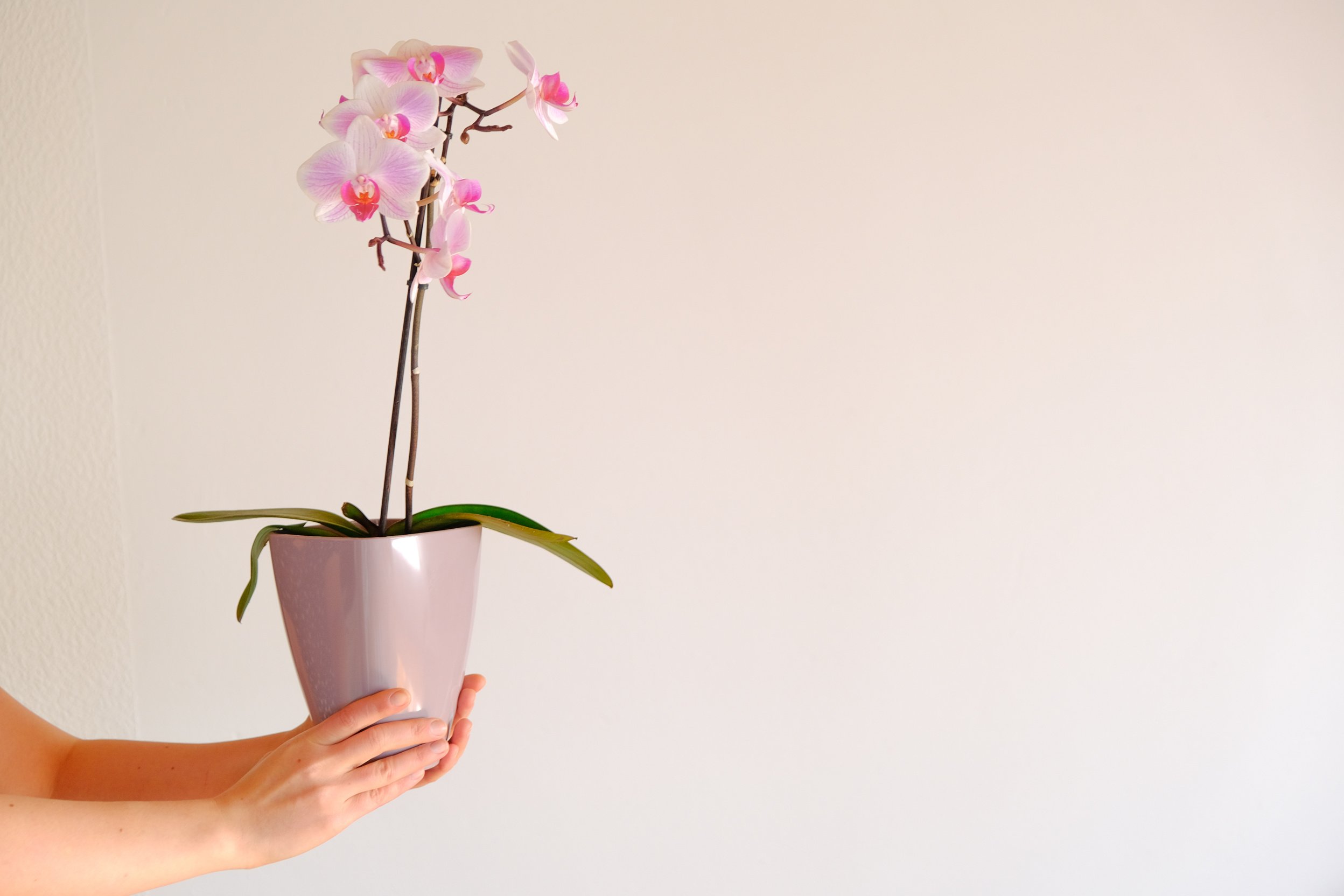 Orchid flower. Pink orchid in a lilac pot in female hands on